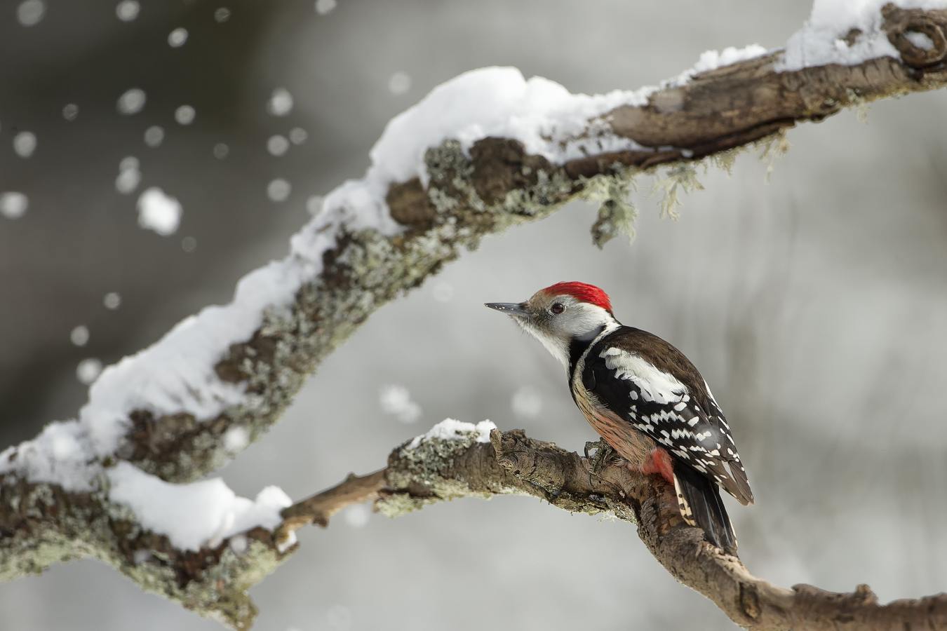 Auwälder sind selten, aber umso wichtiger für Artenvielfalt und Klimaschutz